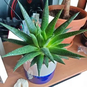 Gasteria Succulent Plant - Rooted Cuttings