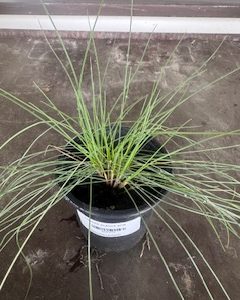 x3 Festuca Glauca 9cm