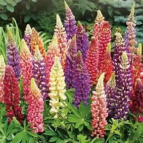 Lupin 'Russell' Mixed 1L