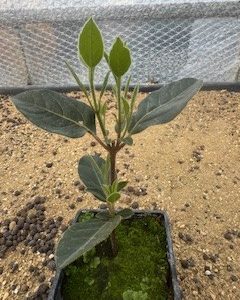 x3 Viburnum Tinus 'Eve Price' 9cm