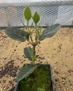 x3 Viburnum Tinus 'Eve Price' 9cm