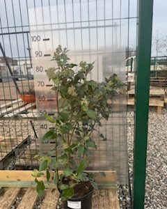 Viburnum Tinus 'Eve Price'