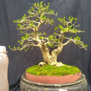 Premna Microphylla Actual Bonsai Tree