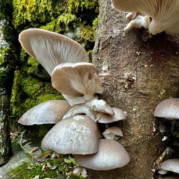 Blue-Grey Oyster Mushroom Log Growing Kit - Gift Option - Image 3