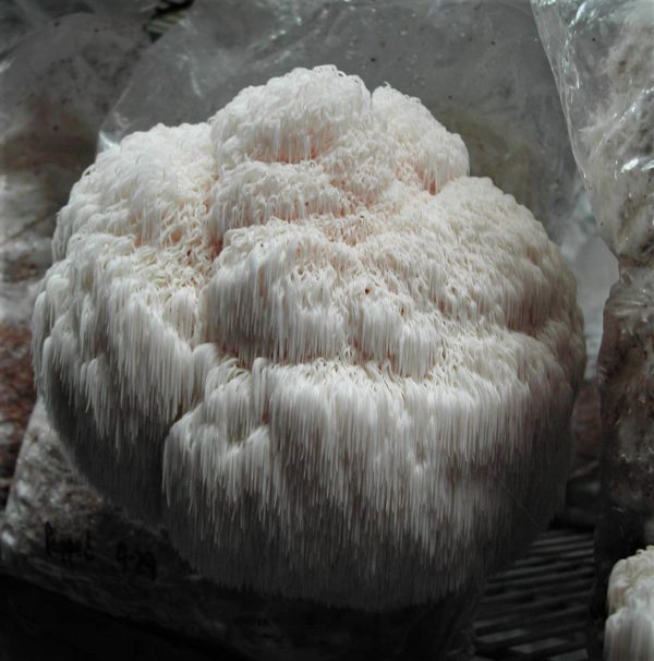Lion’s Mane Mushroom Grain Spawn
