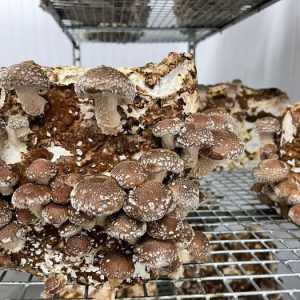 Shiitake Mushroom Fruiting Block