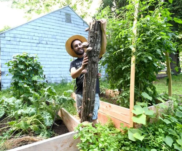 DIY Shiitake Mushroom Log Growing Kit - Image 2