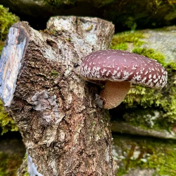 DIY Shiitake Mushroom Log Growing Kit - Image 6