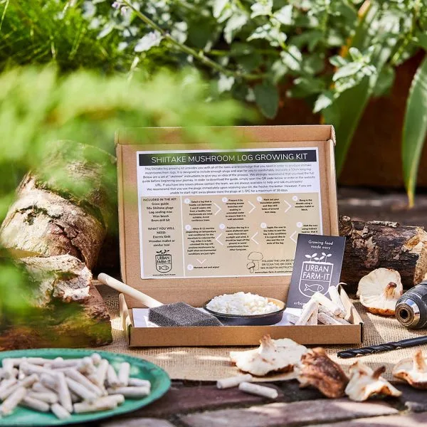 DIY Shiitake Mushroom Log Growing Kit - Image 3
