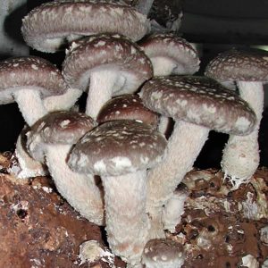 Shiitake Mushroom Grain Spawn