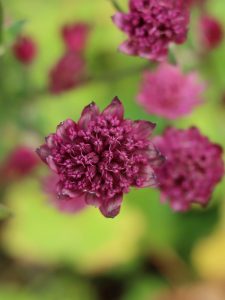 Astrantia 'Moulin Rouge' - The Online Garden: Your One Stop Plant Shop