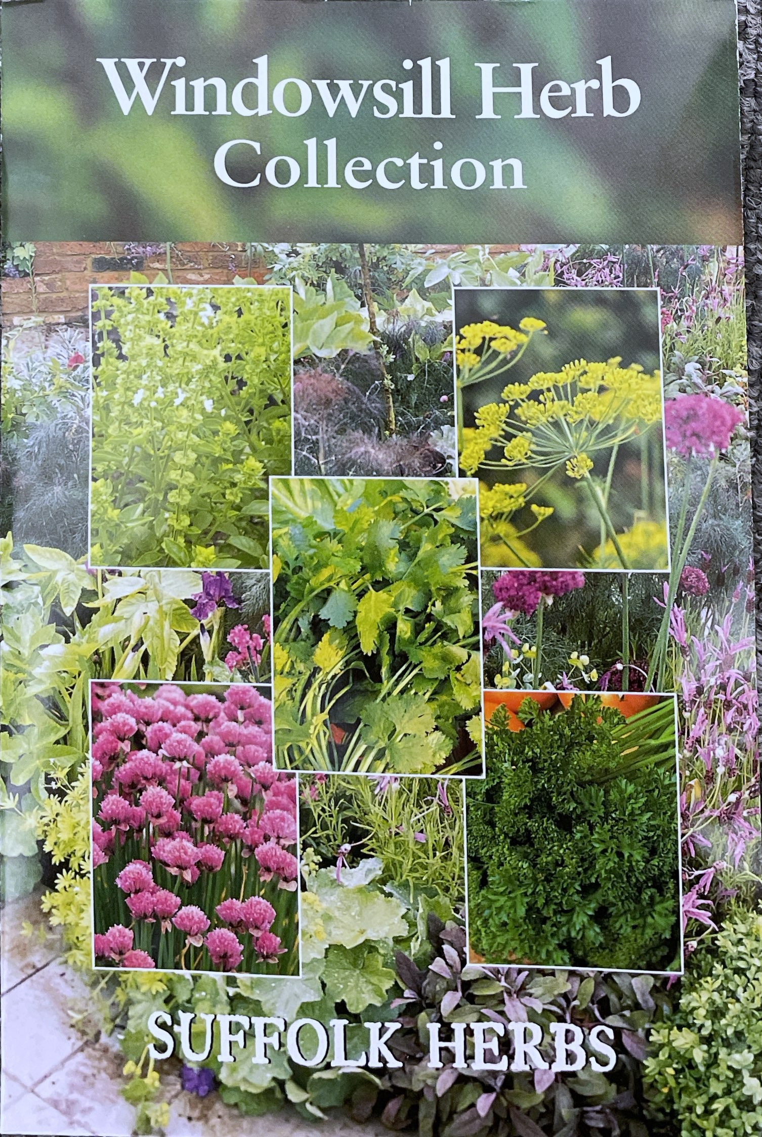 Windowsill Herb Collection