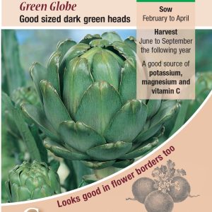 Artichoke - Green Globe