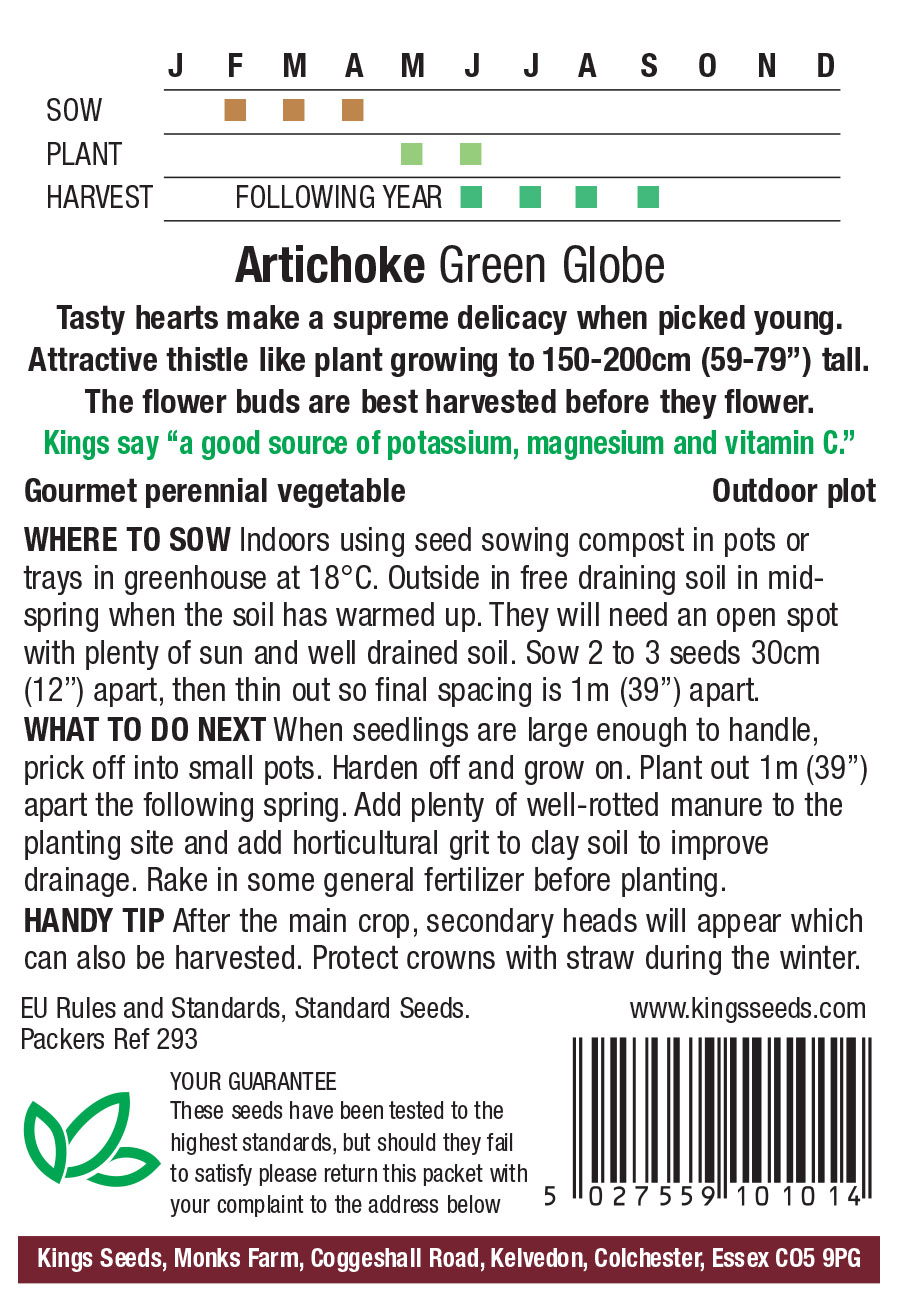 Artichoke - Green Globe - Image 2