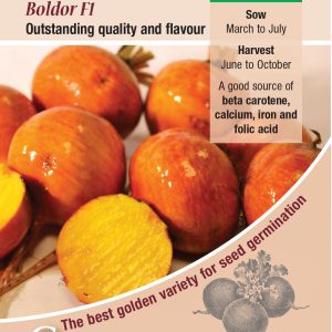 Beetroot - Boldor F1