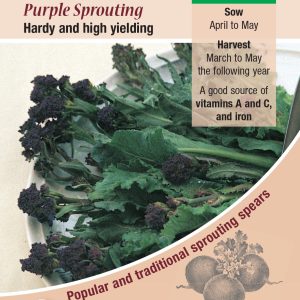 Broccoli Purple Sprouting