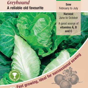 Cabbage - Greyhound