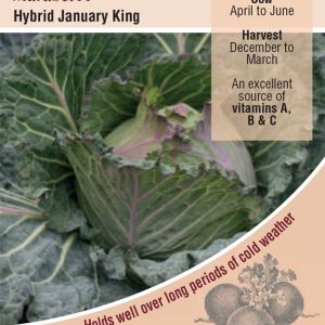 Cabbage - January King Marabel F1