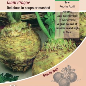 Celeriac - Giant Prague