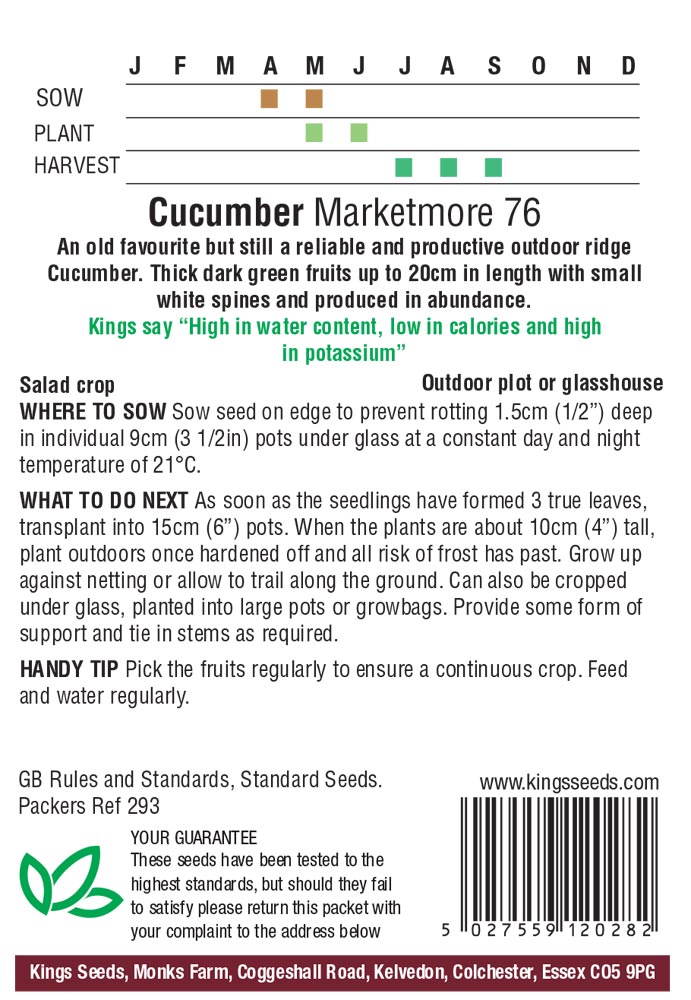 Cucumber - Marketmore 76 - Image 2