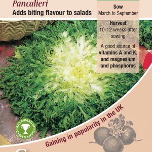 Endive - Pancalieri