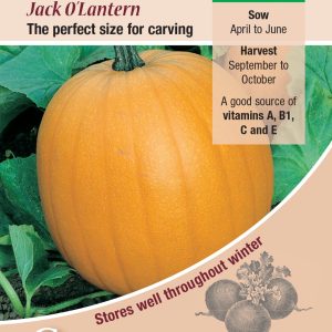Pumpkin - Jack O’Lantern