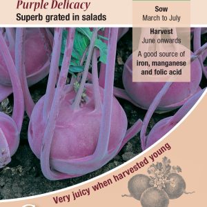 Kohl Rabi Purple Delicacy