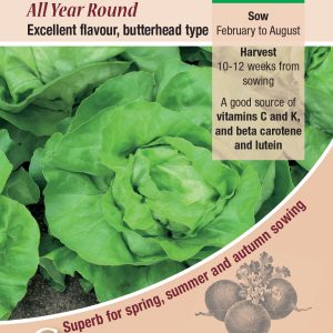 Lettuce - All The Year Round