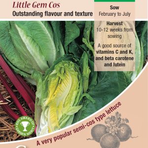 Lettuce Little Gem - Cos