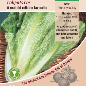 Lettuce - Lobjoits Cos
