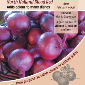 Onion - North Holland Blood Red