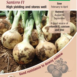 Onion - Santero F1