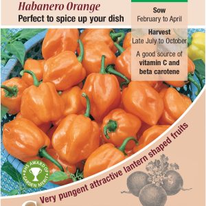 Chilli Pepper - Habanero Orange
