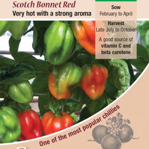 Chilli Pepper - Scotch Bonnet Red