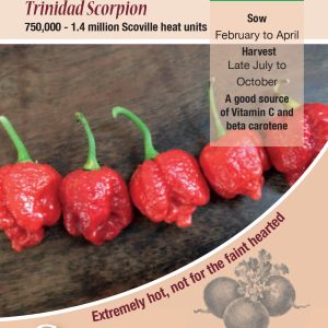 Chilli Pepper - Trinidad Scorpion