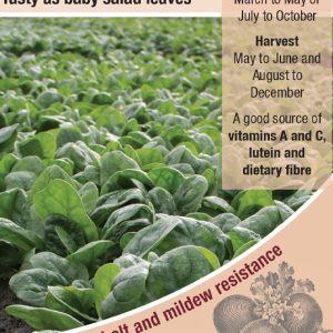 Spinach - Monterey F1