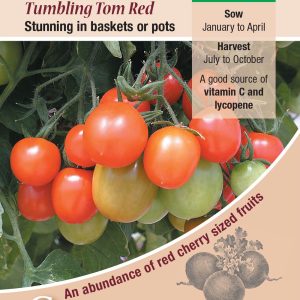 Tomato - Tumbling Tom Red