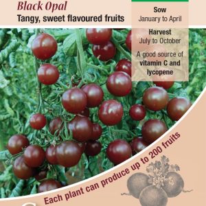Tomato - Black Opal