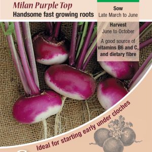 Turnip - Milan Purple Top