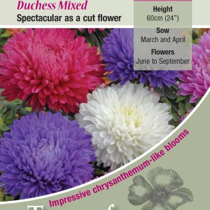 Aster 'Duchess Mixed' - HHA