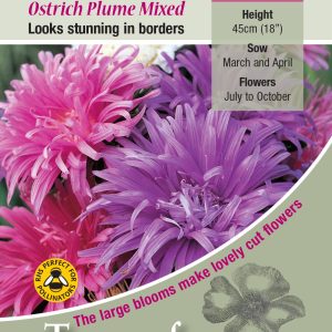 Aster 'Ostrich Plume' - HHA