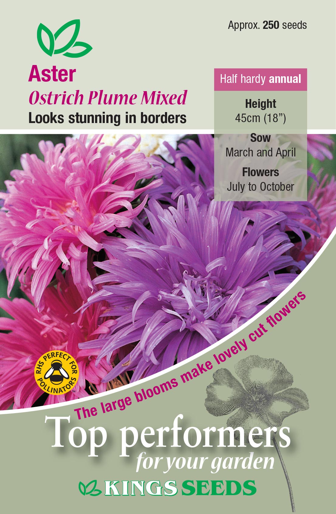 Aster 'Ostrich Plume' - HHA