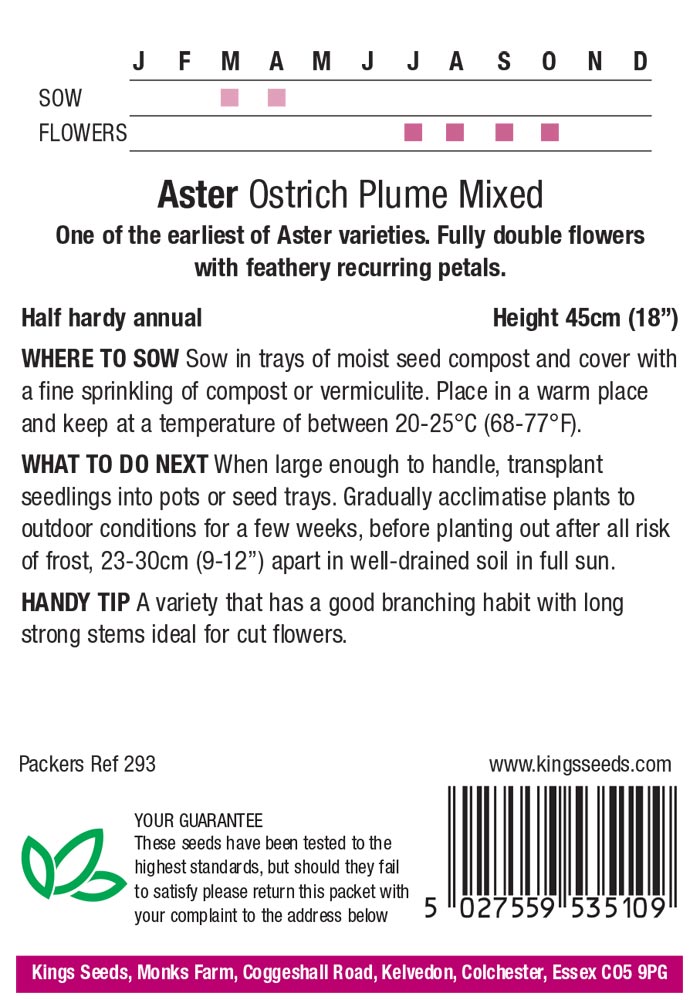 Aster 'Ostrich Plume' - HHA - Image 2