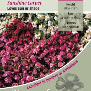 Begonia 'Sunshine Carpet' - HHA