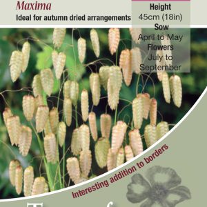 Briza maxima (Quaking Grass) - HA