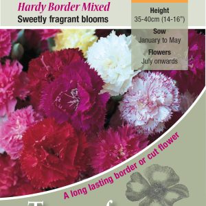 Carnation - Hardy Border Mixed - HP/HHA
