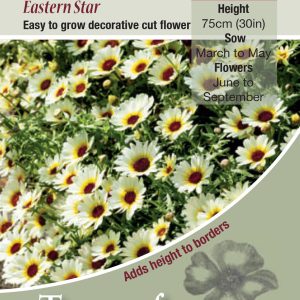 Chrysanthemum 'Eastern Star' - HA