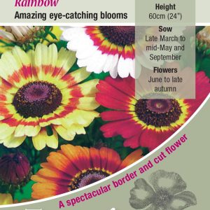Chrysanthemum 'Rainbow' - HA