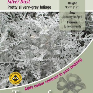 Cineraria maritime 'Silver Dust' - HHA
