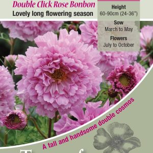 Cosmos 'Rose Bon Bon' - HA